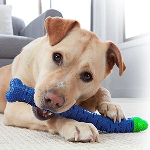 2 In 1 Chew Toy for your cute puppy